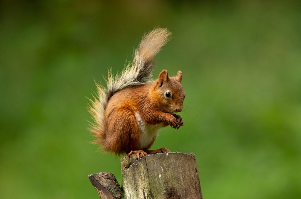 Are You Recruiting Purple Squirrels How to Rethink Your Selection Criteria